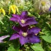 Clematis Lady Betty Balfour (wielkokwiatowy) poj. 2l