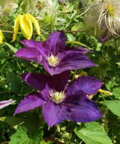 Clematis Lady Betty Balfour (wielkokwiatowy) poj. 2l
