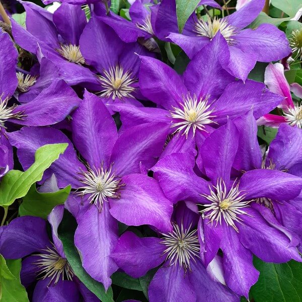 Clematis Lady Betty Balfour (wielkokwiatowy) poj. 2l - obrazek 3