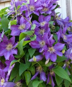 Alternative view of Clematis Lady Betty Balfour (wielkokwiatowy) poj. 2l