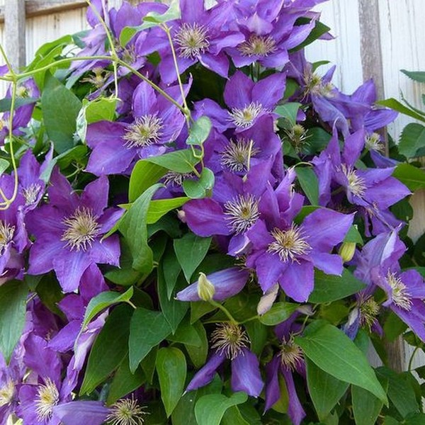 Clematis Lady Betty Balfour (wielkokwiatowy) poj. 2l - obrazek 2