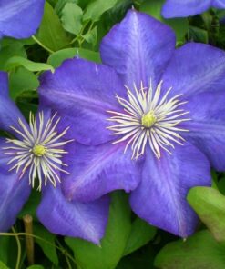 Alternative view of Clematis Lasurstern (wielkokwiatowy) poj, 4L
