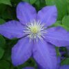 Clematis Lasurstern (wielkokwiatowy) poj, 4L