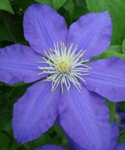 Clematis Lasurstern (wielkokwiatowy) poj, 4L
