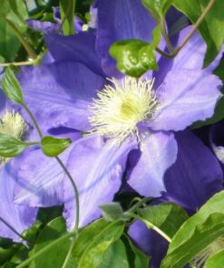 Alternative view of Clematis Lasurstern (wielkokwiatowy) poj. 2L