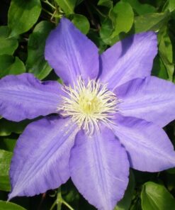 Clematis Lasurstern (wielkokwiatowy) poj. 2L