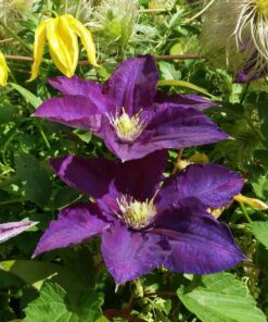 Clematis 'Lech Kaczyński' poj. 4L