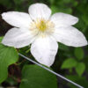 Clematis Lemon Chiffon (wielkokwiatowy) P9/C1