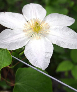 Clematis Lemon Chiffon (wielkokwiatowy) P9/C1