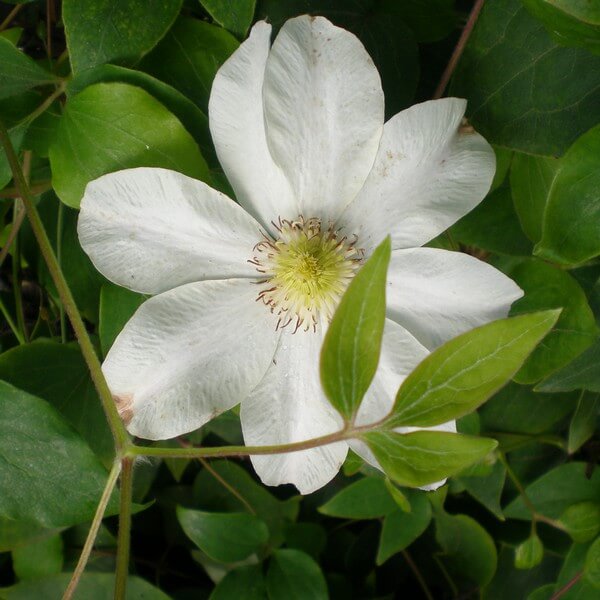 Clematis Lemon Chiffon (wielkokwiatowy) P9/C1 - obrazek 4