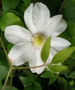 Clematis Lemon Chiffon (wielkokwiatowy) poj. 2L