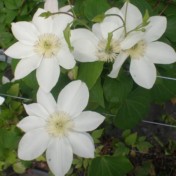 Clematis Lemon Chiffon (wielkokwiatowy) P9/C1 - obrazek 2
