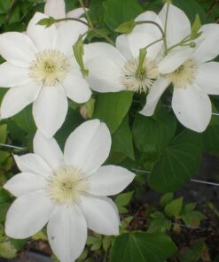 Alternative view of Clematis Lemon Chiffon (wielkokwiatowy) poj. 2L
