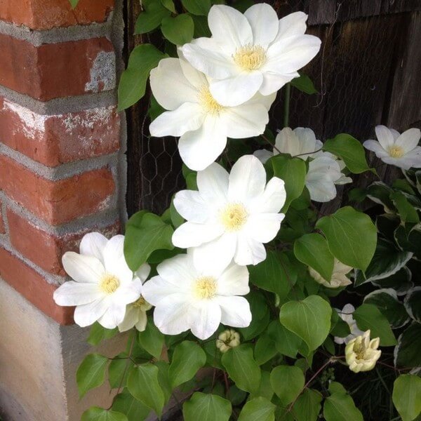 Clematis Lemon Chiffon (wielkokwiatowy) P9/C1 - obrazek 5