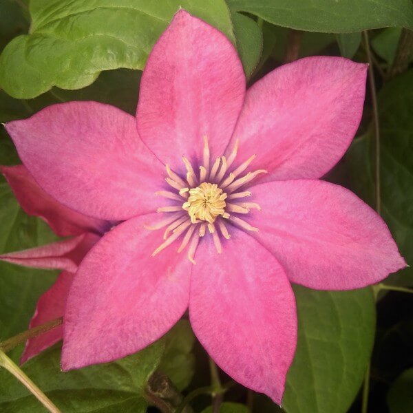 Clematis (wielkokwiatowy) 'Little Mermaid' poj, 4L - obrazek 4