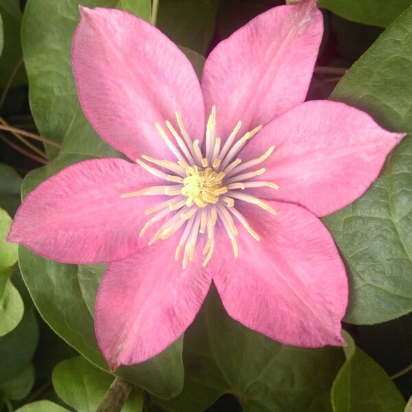 Clematis (wielkokwiatowy) 'Little Mermaid' poj, 4L - obrazek 3