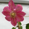 Clematis (wielkokwiatowy) 'Little Mermaid' poj, 4L