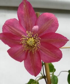Clematis (wielkokwiatowy) 'Little Mermaid' poj, 4L