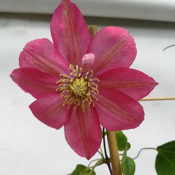 Clematis (wielkokwiatowy) 'Little Mermaid' poj, 4L