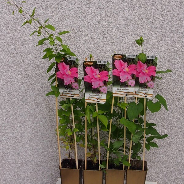 Clematis (wielkokwiatowy) 'Little Mermaid' poj, 4L - obrazek 5