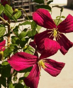 Clematis Madame Julia Correvon (viticella) poj. 2L