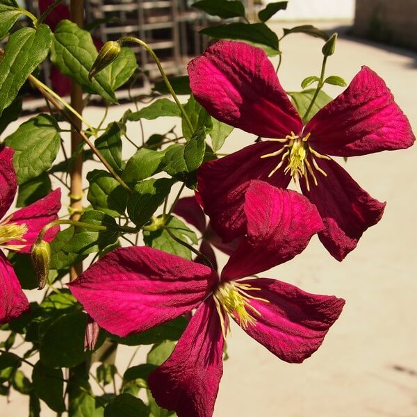 Clematis Madame Julia Correvon (viticella) poj. 2L