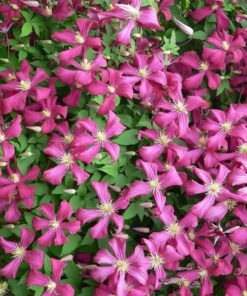 Clematis Madame Julia Correvon (viticella) poj. 4L