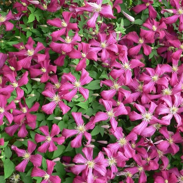 Clematis Madame Julia Correvon (viticella) poj. 4L