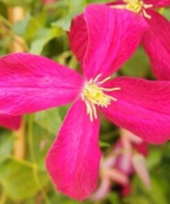 Alternative view of Clematis Madame Julia Correvon (viticella) poj. 4L