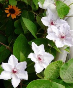 Clematis 'Maria Kaczyńska' poj. 4L