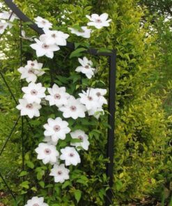 Alternative view of Clematis 'Maria Kaczyńska' poj. C2