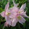 Clematis botaniczny Markham's Pink poj, 2L
