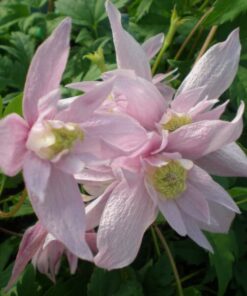 Clematis botaniczny Markham's Pink poj, 2L