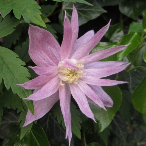 Clematis botaniczny Markham's Pink poj,4l - obrazek 3