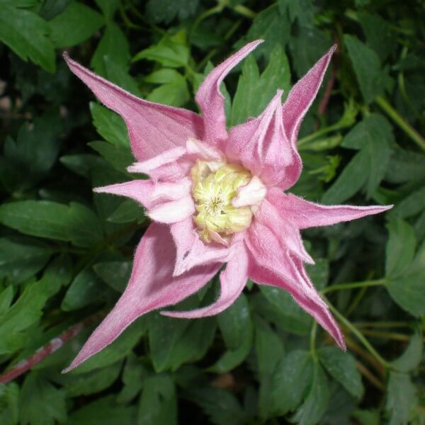 Clematis botaniczny Markham's Pink poj,4l