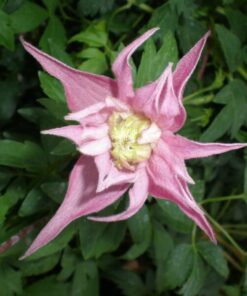 Alternative view of Clematis botaniczny Markham's Pink poj, 2L