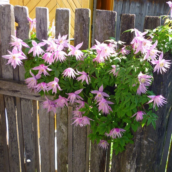 Clematis botaniczny Markham's Pink poj,4l - obrazek 4