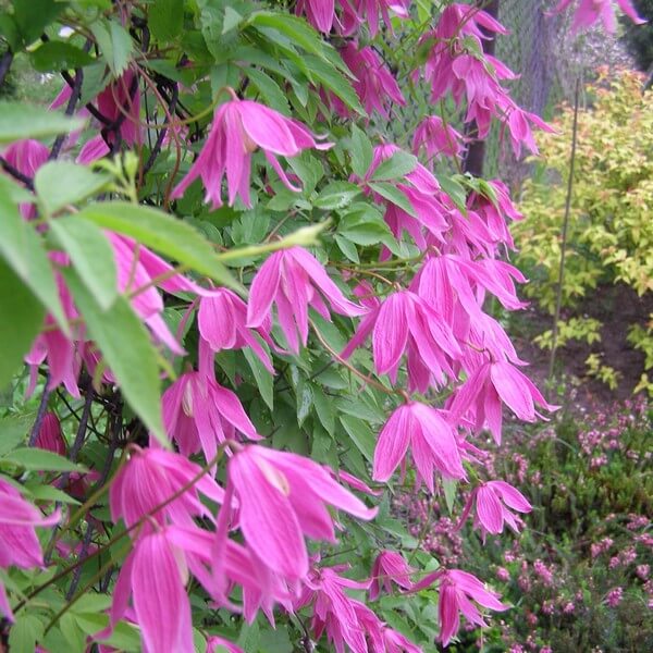 Clematis botaniczny Markham's Pink poj,4l - obrazek 5