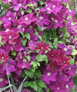 Alternative view of Clematis Mazowsze (wielkokwiatowy) poj, 4L