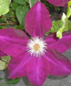 Clematis Mazowsze (wielkokwiatowy) poj, 4L