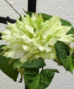 Clematis Midori poj, 4L