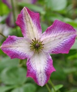 Clematis MINUET (viticella) P9/C1