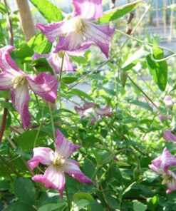 Alternative view of Clematis MINUET (viticella) P9/C1