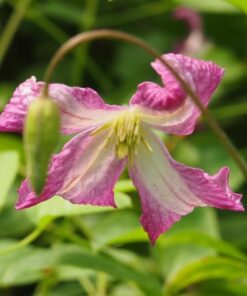 Clematis MINUET (viticella) poj. 2L