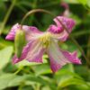 Clematis MINUET (viticella) poj, 4L