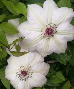 Clematis Miss Bateman poj, 2L