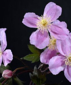 Clematis Montana Fragrant Spring Mayleen (górski) P9/C1