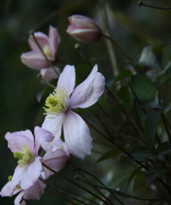 Alternative view of Clematis Montana Fragrant Spring Mayleen (górski) P9/C1