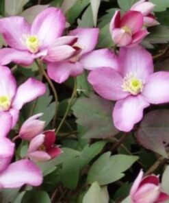 Alternative view of Clematis Montana Freda (botaniczny) GÓRSKI P9/C1