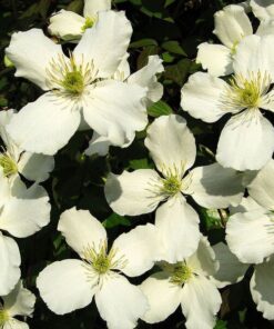 Alternative view of Clematis Montana Grandiflora (górski) poj. 4L